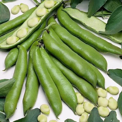 Imagen principal del producto