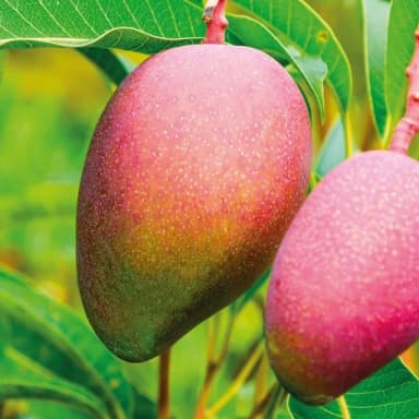 Imagen de Mango