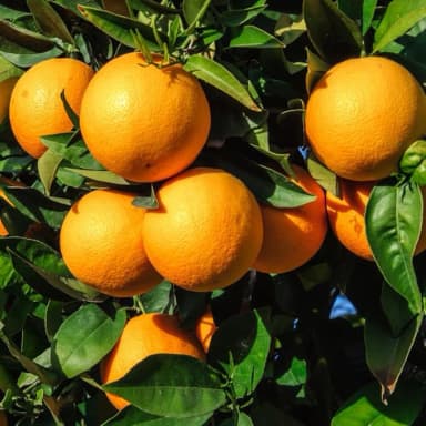 Imagen de Naranja