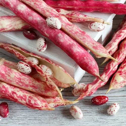 Imagen principal del producto