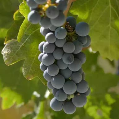 Imagen de Uva