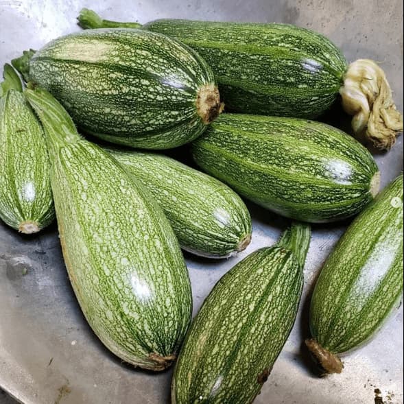 Imagen de Zapallo italiano